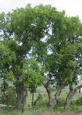 Gamble Oak tree
