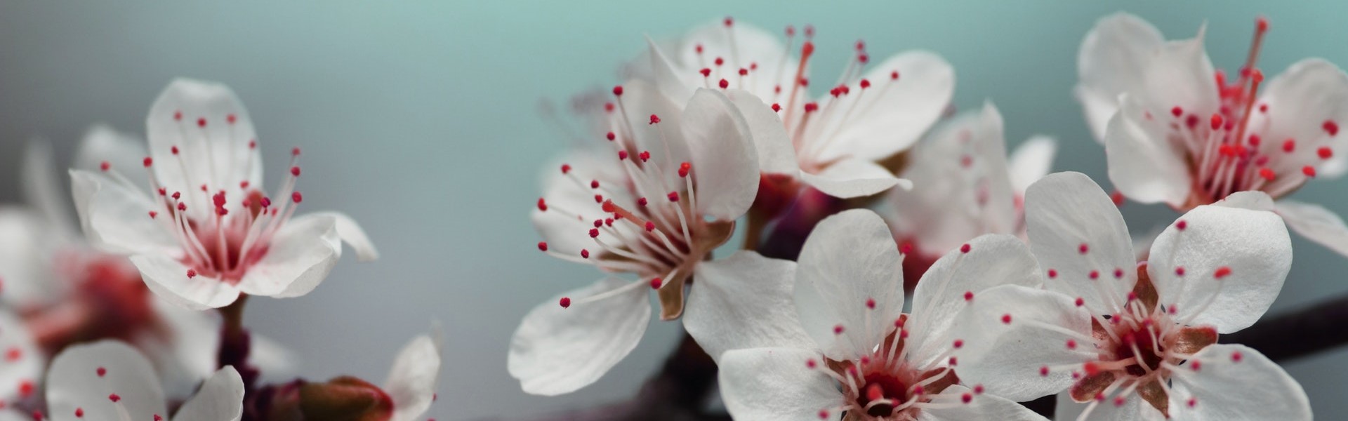 cherry blossom banner