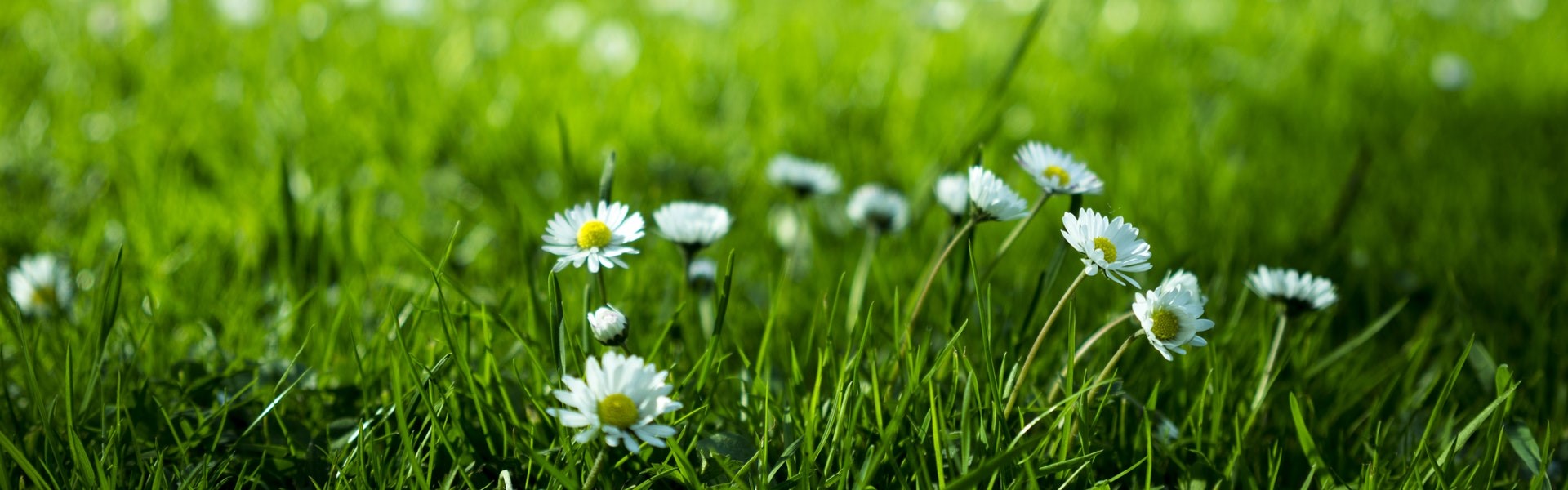 flowers and grass