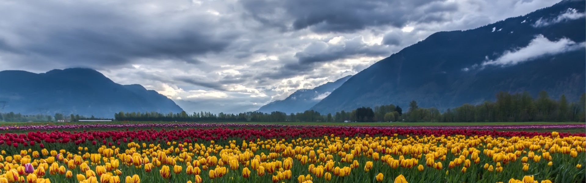 mountains behind a field of flowers