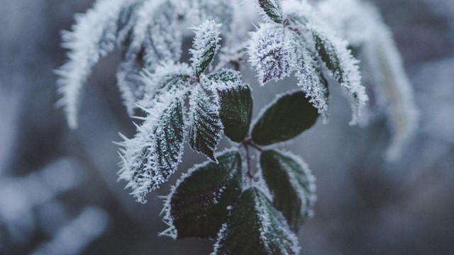 plants with frost on them