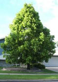 American Linden tree