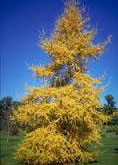 european larch tree
