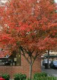 Autumn Brilliance Serviceberry tree