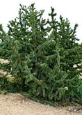 Bristlecone Pine tree