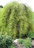 Caragana arborescens ‘Pendula’ tree