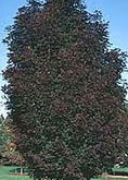 Crimson Century Maple tree