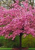 Kwanzan Cherry tree