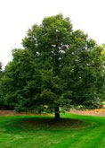 Little Leaf Linden (Summer Sprite) tree