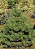 Oregon Green Austrian Pine tree