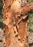 Paperbark Maple tree