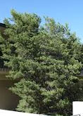 Pinon Pine tree