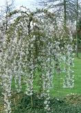Snow Fountains Weeping Cherry tree