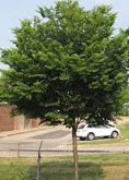 Zelkova-City Sprite tree