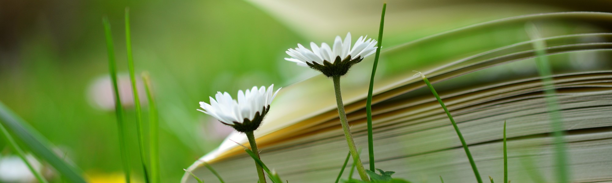 page header with flowers