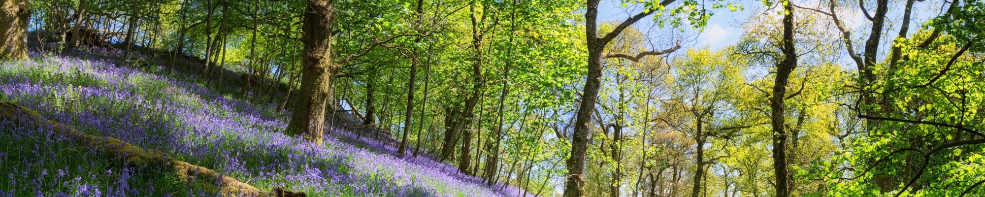 forest image with purple flowers